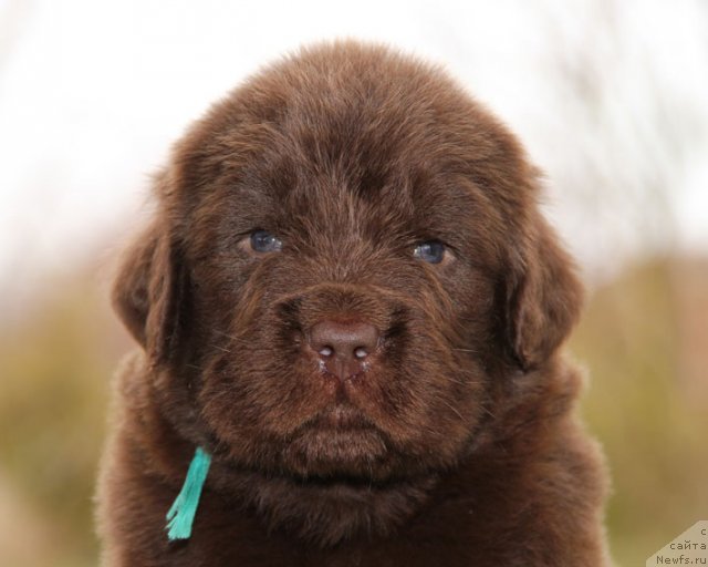 Фото: ньюфаундленд Хуго Босс с Берега Дона (Hugo Boss s Berega Dona)