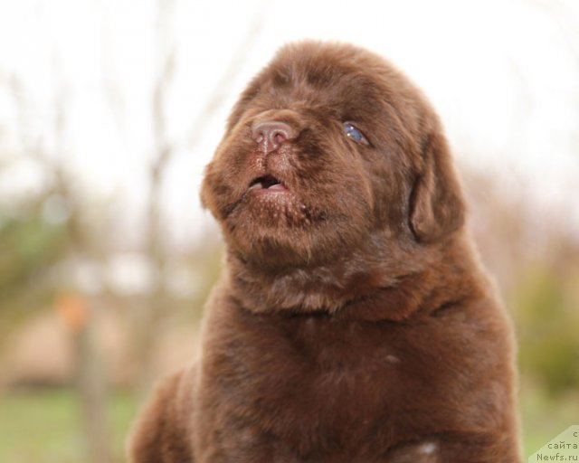 Фото: ньюфаундленд Хуго Босс с Берега Дона (Hugo Boss s Berega Dona)