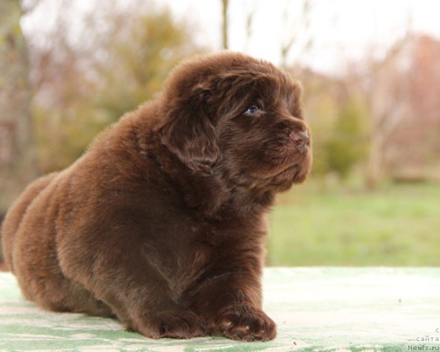 Фото: ньюфаундленд Хелло Ай Эм Царь с Берега Дона (Hello I am Czar s Berega Dona)
