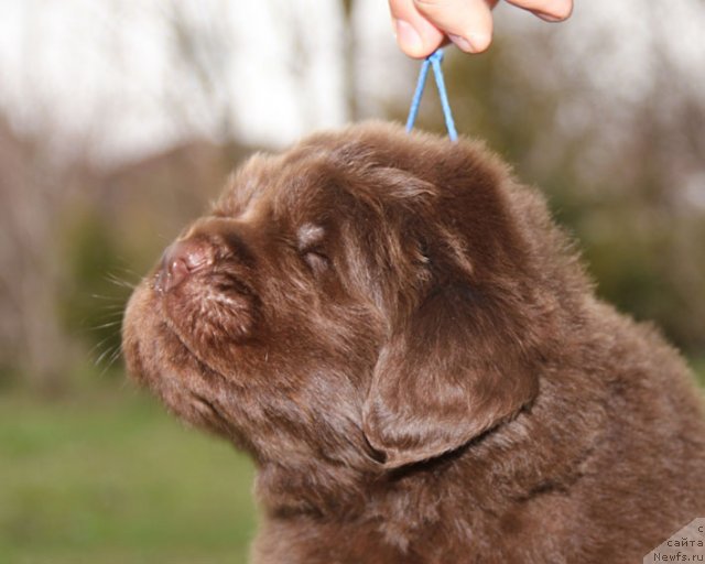 Фото: ньюфаундленд Хелло Ай Эм Царь с Берега Дона (Hello I am Czar s Berega Dona)