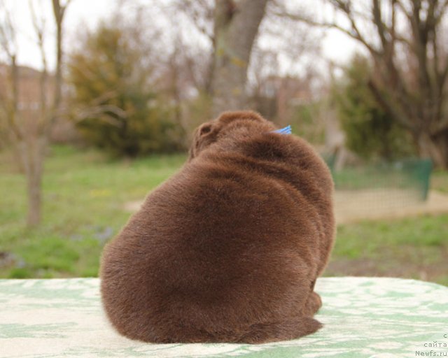 Фотография № 91657