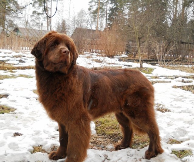 Фото: ньюфаундленд Фанньюф Анна Барбара Иулия