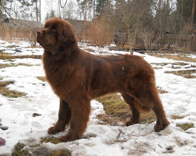 Фото: ньюфаундленд Фанньюф Анна Барбара Иулия