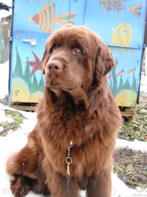 Фото: ньюфаундленд Фанньюф Анна Барбара Иулия