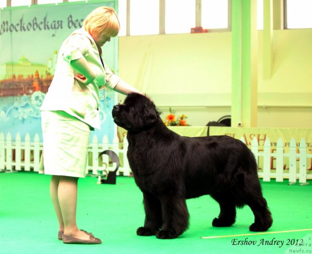 Фото: ньюфаундленд Акватория Келвин Инспирит Лайф (Aquatoriya Kelvin Inspirit Life)