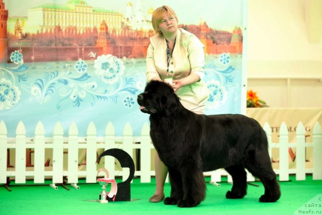 Фото: ньюфаундленд Акватория Келвин Инспирит Лайф (Aquatoriya Kelvin Inspirit Life)