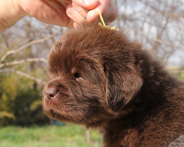 Фото: ньюфаундленд Хохотушка с Берега Дона (Hohotushka s Berega Dona)