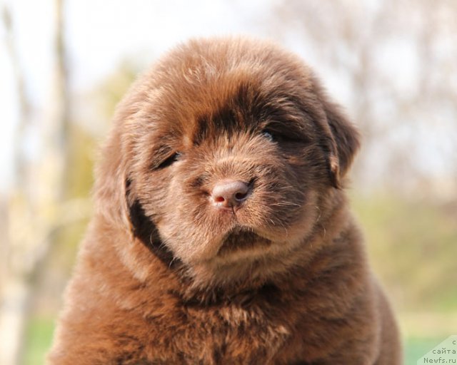 Фото: ньюфаундленд Хохотушка с Берега Дона (Hohotushka s Berega Dona)