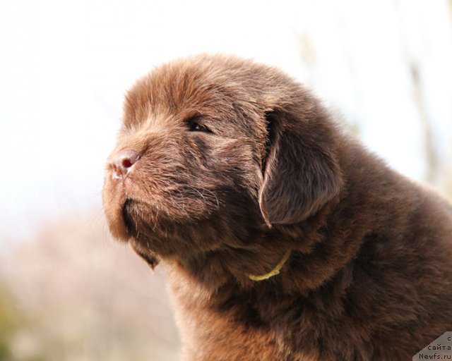 Фото: ньюфаундленд Хохотушка с Берега Дона (Hohotushka s Berega Dona)