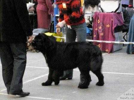 Фото: ньюфаундленд Смигар Шелковая Ночь (Smigar Shelkovaya Noch)
