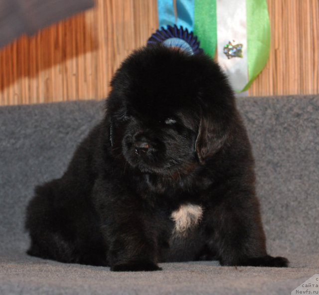 Фото: Кобель коричневая лента, ньюфаундленд Бегущая по Волнам Вся Такая Растакая (Beguschaya po Volnam Vsya Takaya Rastakaya)