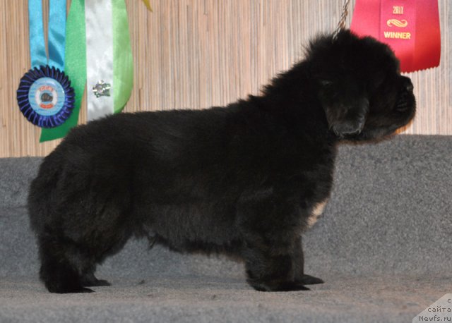 Фото: Кобель коричневая лента, ньюфаундленд Бегущая по Волнам Вся Такая Растакая (Beguschaya po Volnam Vsya Takaya Rastakaya)