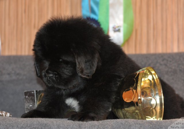 Фото: Кобель коричневая лента, ньюфаундленд Бегущая по Волнам Вся Такая Растакая (Beguschaya po Volnam Vsya Takaya Rastakaya)