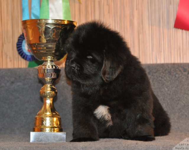 Фото: Кобель коричневая лента, ньюфаундленд Бегущая по Волнам Вся Такая Растакая (Beguschaya po Volnam Vsya Takaya Rastakaya)