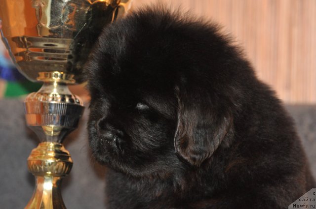 Фото: Кобель коричневая лента, ньюфаундленд Бегущая по Волнам Вся Такая Растакая (Beguschaya po Volnam Vsya Takaya Rastakaya)