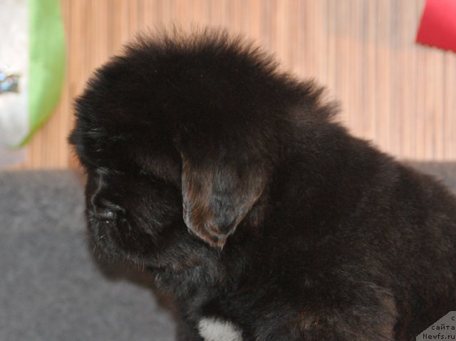 Фото: Кобель коричневая лента, ньюфаундленд Бегущая по Волнам Вся Такая Растакая (Beguschaya po Volnam Vsya Takaya Rastakaya)