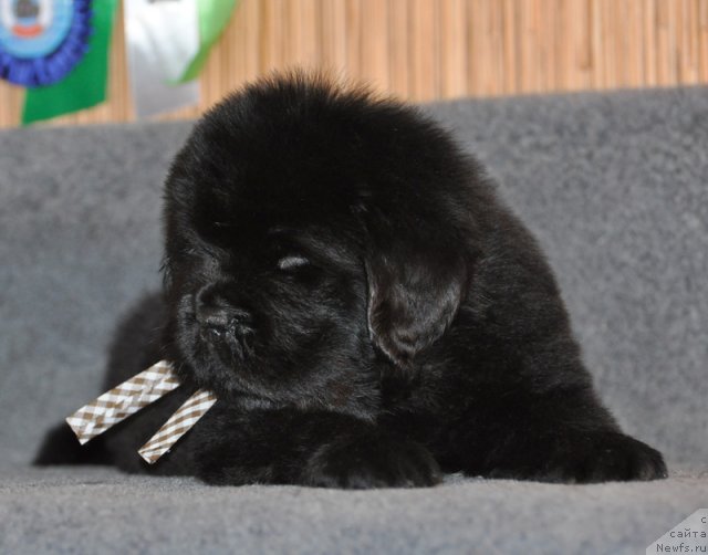 Фото: Кобель коричневая лента, ньюфаундленд Бегущая по Волнам Вся Такая Растакая (Beguschaya po Volnam Vsya Takaya Rastakaya)