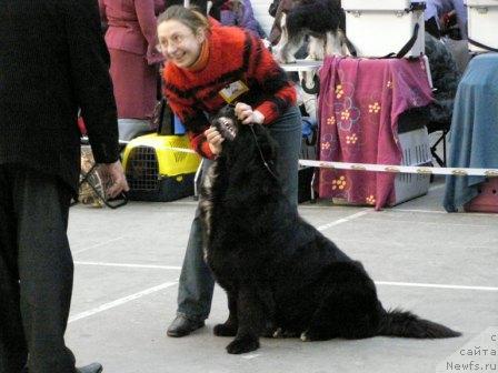 Фото: ньюфаундленд Смигар Шелковая Ночь (Smigar Shelkovaya Noch)