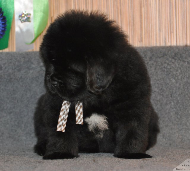 Фото: Кобель коричневая лента, ньюфаундленд Бегущая по Волнам Вся Такая Растакая (Beguschaya po Volnam Vsya Takaya Rastakaya)