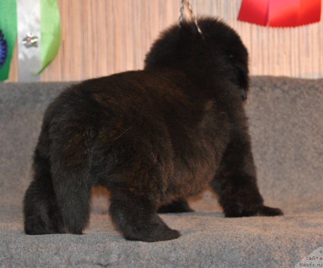 Фото: Кобель коричневая лента, ньюфаундленд Бегущая по Волнам Вся Такая Растакая (Beguschaya po Volnam Vsya Takaya Rastakaya)