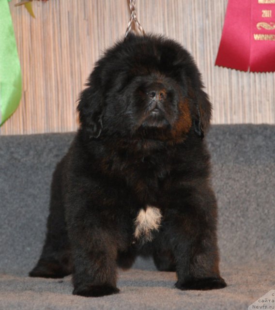 Фото: Кобель коричневая лента, ньюфаундленд Бегущая по Волнам Вся Такая Растакая (Beguschaya po Volnam Vsya Takaya Rastakaya)