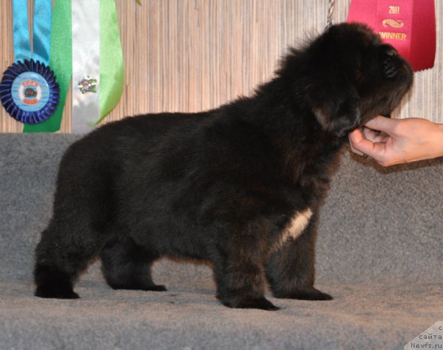 Фото: Кобель коричневая лента, ньюфаундленд Бегущая по Волнам Вся Такая Растакая (Beguschaya po Volnam Vsya Takaya Rastakaya)