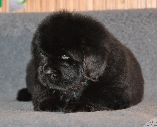 Фото: Кобель коричневая лента, ньюфаундленд Бегущая по Волнам Вся Такая Растакая (Beguschaya po Volnam Vsya Takaya Rastakaya)