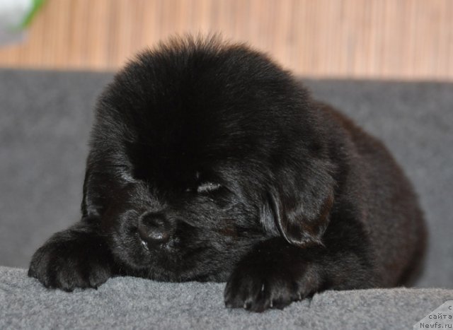 Фото: Кобель зеленая лента, ньюфаундленд Бегущая по Волнам Вся Такая Растакая (Beguschaya po Volnam Vsya Takaya Rastakaya)