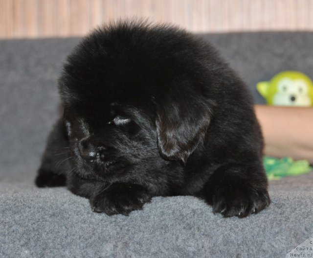 Фото: Кобель зеленая лента, ньюфаундленд Бегущая по Волнам Вся Такая Растакая (Beguschaya po Volnam Vsya Takaya Rastakaya)