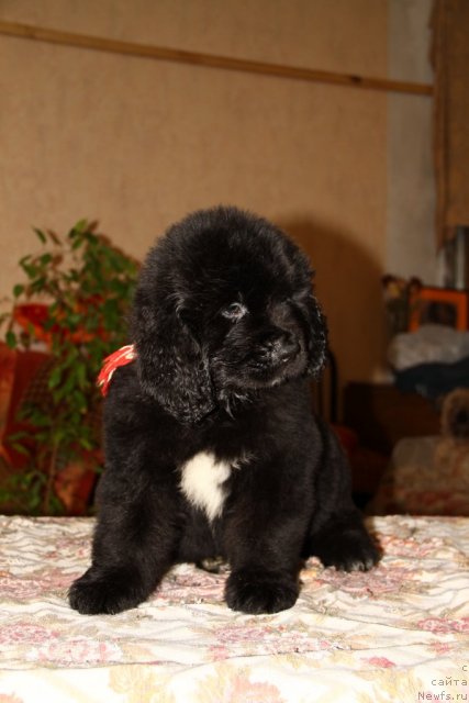 Фото: ньюфаундленд Романс Дрим из Медвежьего Яра