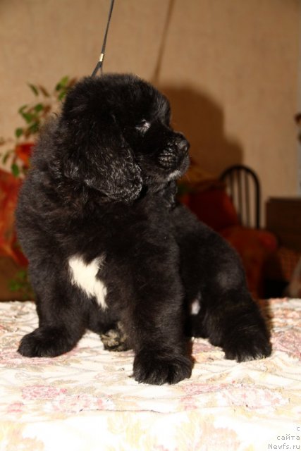 Фото: ньюфаундленд Романс Дрим из Медвежьего Яра