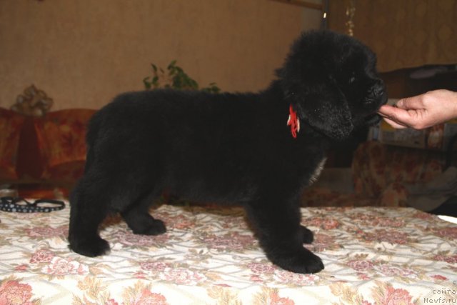 Фото: ньюфаундленд Романс Дрим из Медвежьего Яра