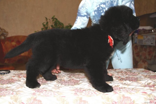 Фото: ньюфаундленд Романс Дрим из Медвежьего Яра