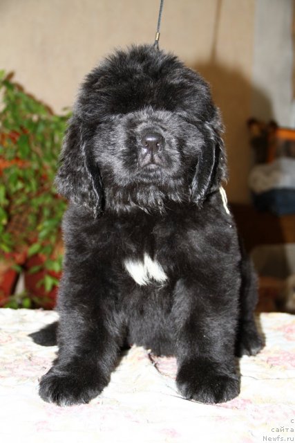 Фото: ньюфаундленд Рок Кристал из Медвежьего Яра