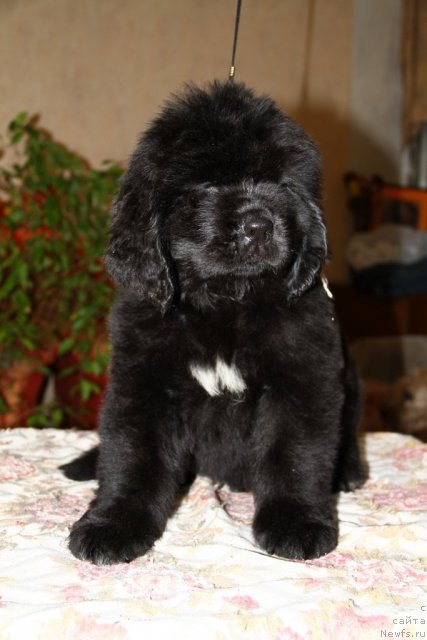 Фото: ньюфаундленд Рок Кристал из Медвежьего Яра