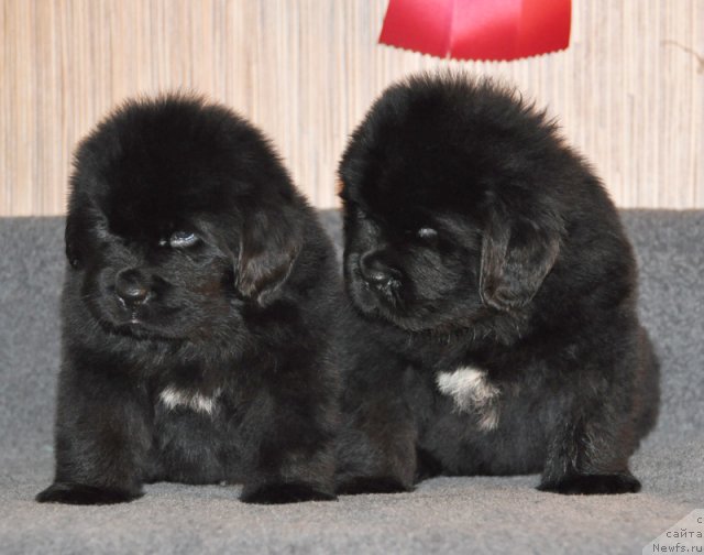 Фото: Кобель зеленая лента, кобель коричневая лента, ньюфаундленд Бегущая по Волнам Вся Такая Растакая (Beguschaya po Volnam Vsya Takaya Rastakaya)