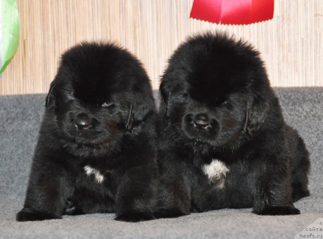 Фото: Кобель зеленая лента, кобель коричневая лента, ньюфаундленд Бегущая по Волнам Вся Такая Растакая (Beguschaya po Volnam Vsya Takaya Rastakaya)