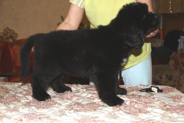 Фото: ньюфаундленд Роллс Ройс из Медвежьего Яра