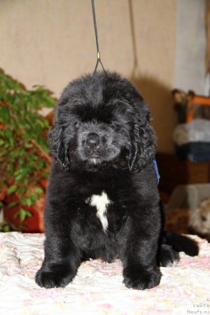 Фото: ньюфаундленд Роллс Ройс из Медвежьего Яра