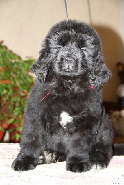 Фото: ньюфаундленд Руби Шайн из Медвежьего Яра (Ruby Shine iz Medvejyego  Yara)