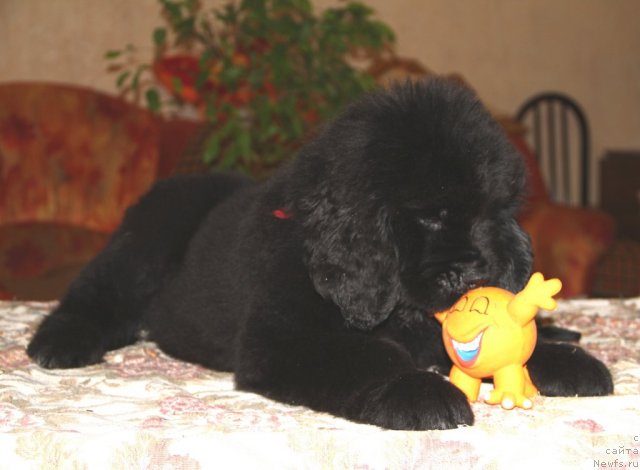 Фото: ньюфаундленд Руби Шайн из Медвежьего Яра (Ruby Shine iz Medvejyego  Yara)