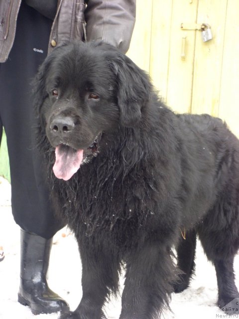 Фото: ньюфаундленд Кайден Плейфул (Kaiden Playful)