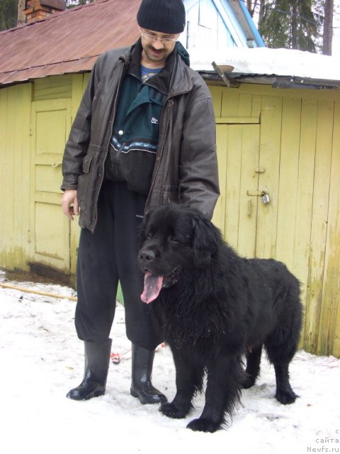 Фото: ньюфаундленд Кайден Плейфул (Kaiden Playful), Сергей