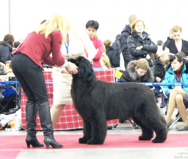 Фото: ньюфаундленд Акватория Келвин Оушен Дрим
