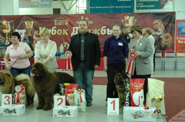 Фото: ньюфаундленд Акватория Келвин Редс Бегин энд Вин (Aquatoriya Kelvin Reds Begin and Win)