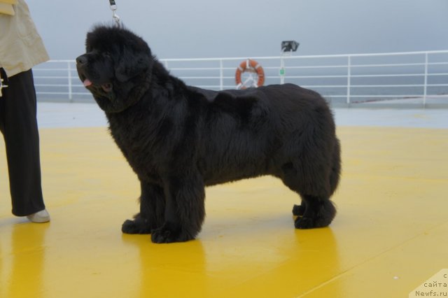 Фото: ньюфаундленд Skippers Only You for Smigar