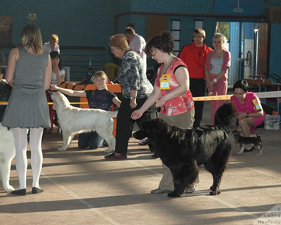 Фото: ньюфаундленд Сент Джонс Шармель, Валерия Захарченко