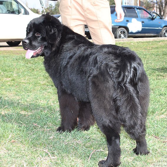 Фото: ньюфаундленд Сент Джонс Шармель