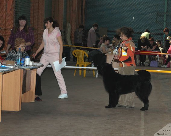 Фото: Валерия Захарченко, ньюфаундленд Сент Джонс Шармель