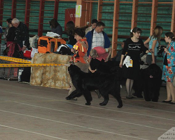 Фото: ньюфаундленд Сент Джонс Шармель, Валерия Захарченко